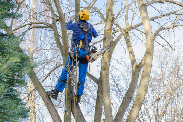 How Our Tree Care Process Works  in  Cleveland, TN